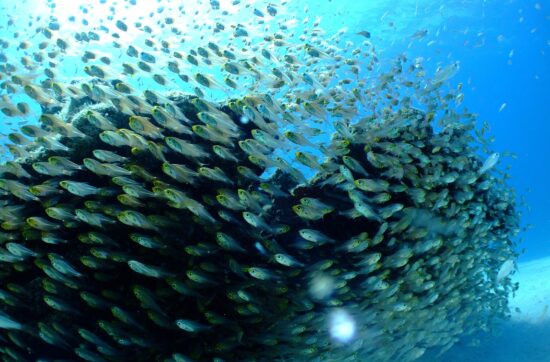 fish industry