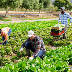 seasonal workers from abroad