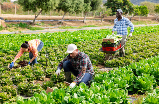 seasonal workers from abroad