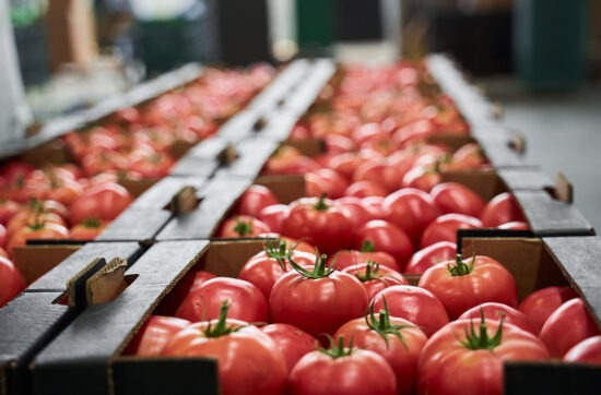 lebensmittelproduktion tomatensaft