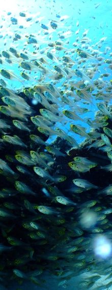 sea-684351_1280 fischindustrie